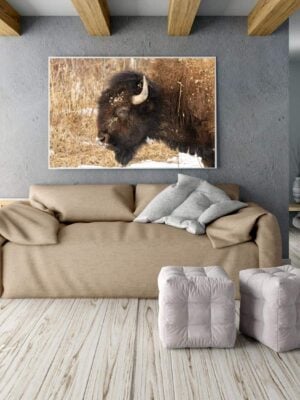Bison Head Gallery