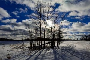 Silhouette Trees
