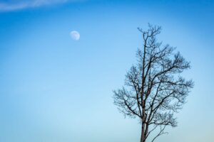 Moon and Tree