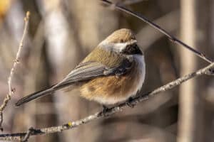 Boreal Chickadee
