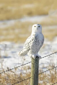 Snowy Owl Sitting