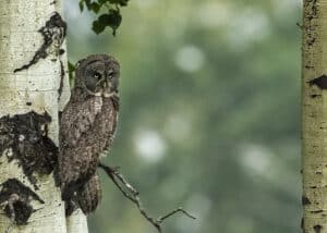 Great Gray Framed
