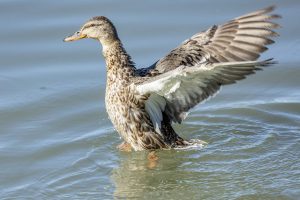 Mottled Duck