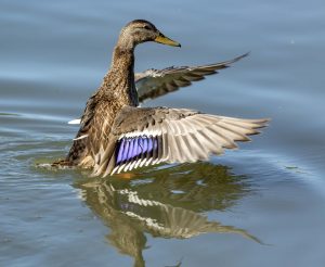 Mallard Duck Stretching