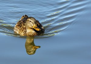 Duck Reflection