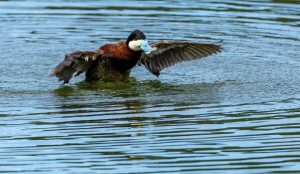 Ruddy Duck