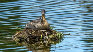 Red Necked Grebe Mother