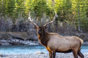 Bull Elk Antlers