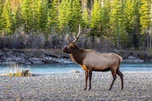Big Bull Elk