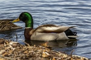 Mallard Side Pose