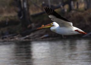 Flying Pelican