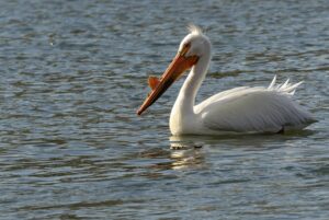 White Pelican