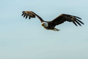Circling Bald Eagle