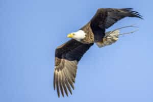 Flying Eagle