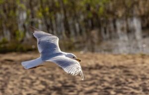 Gull On Beach