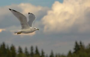 Gull Storm