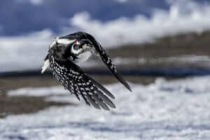 Male Downy Flying