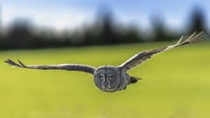 Great Gray flying