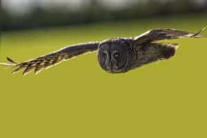 Great Gray Silhouette