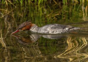 Red Necked Grebe