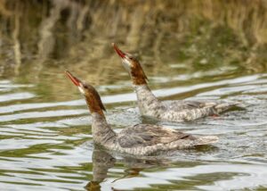 Pair of Grebes