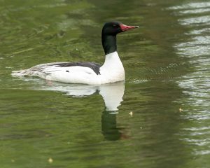 Common Merganser