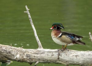 Wood Duck