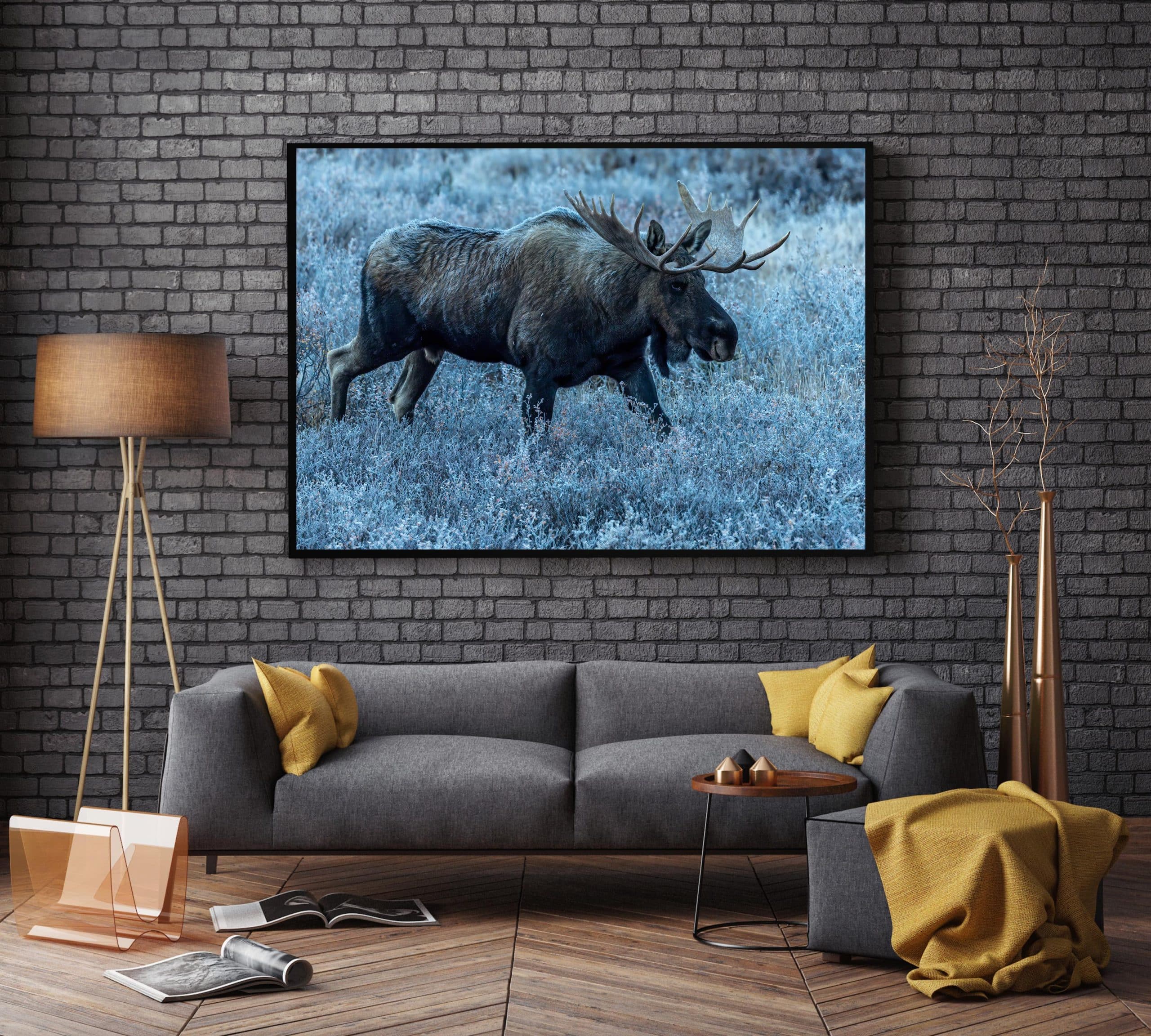 Bull Moose Close-up Gallery