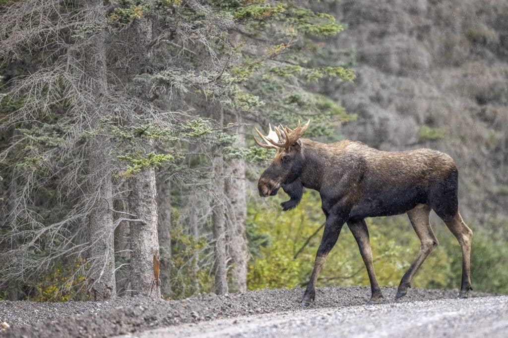 Road to Moose