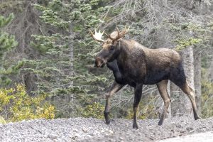 Moose Crossing