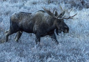 Bull Moose Close-up 1