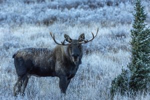 Bull Moose Watching
