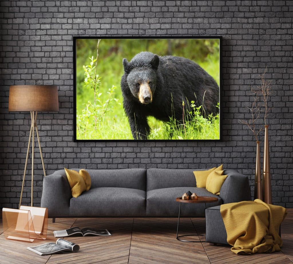 Black Bear gallery