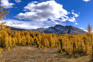 Larch Season
