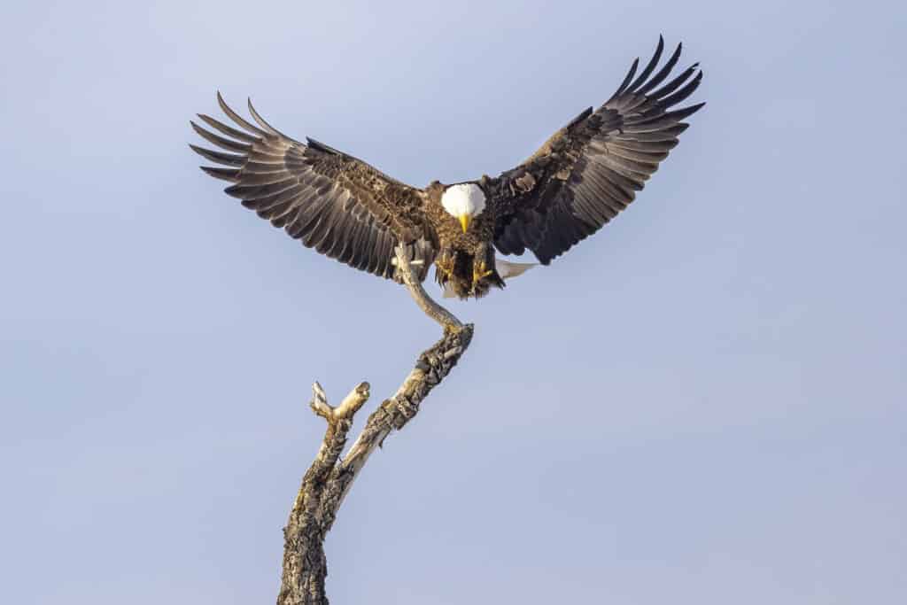 Eagle Landing