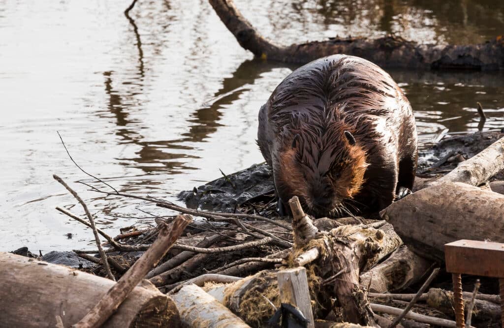 Wildlife Photography Etiquette