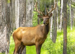 A stag elk standing in a green forest