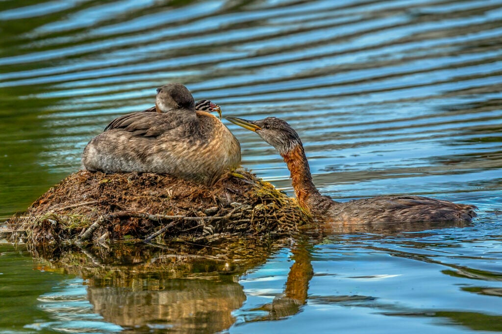 Bridlewood pond 2020 07 05 0463s Bridlewood pond 2020 07 05 0463s