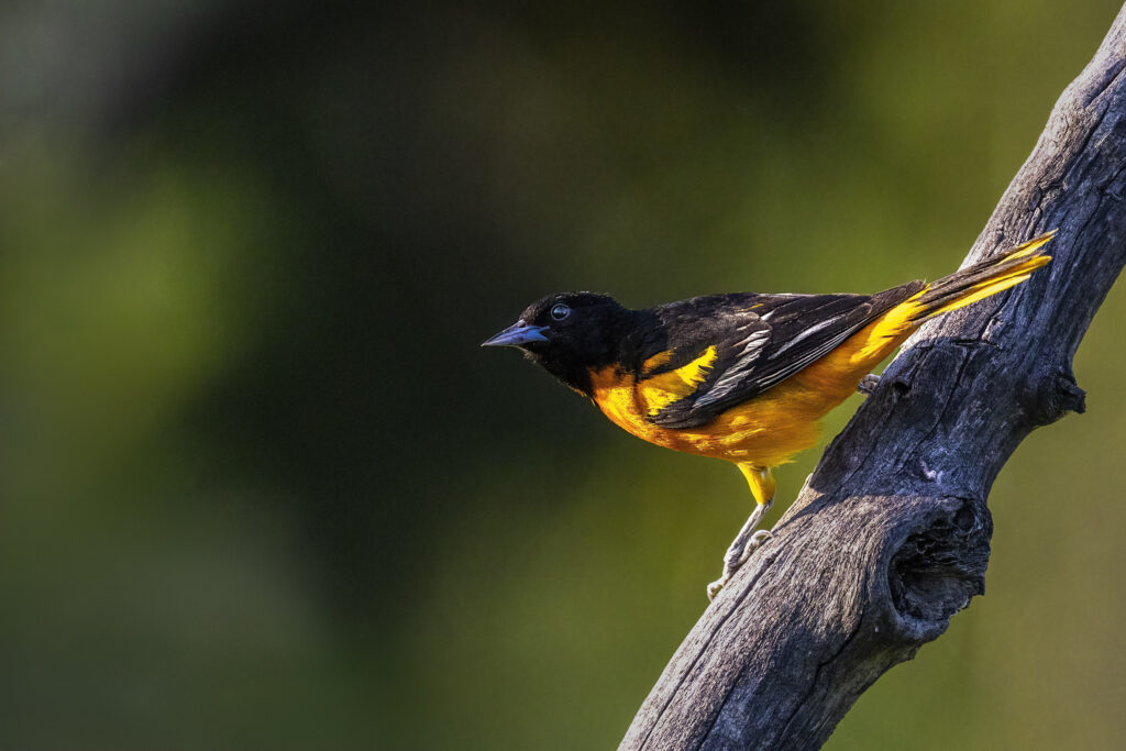 Fish Creek Boat Launch 23 07 08 0265 copy Fish Creek Boat Launch 23 07 08 0265 copy