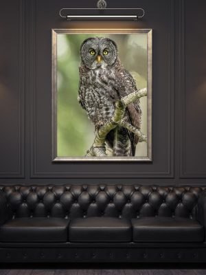 Great Gray Sitting 001