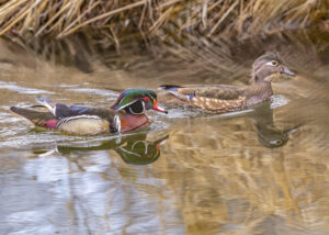 Male and female wood ducks swimming in water near reeds
