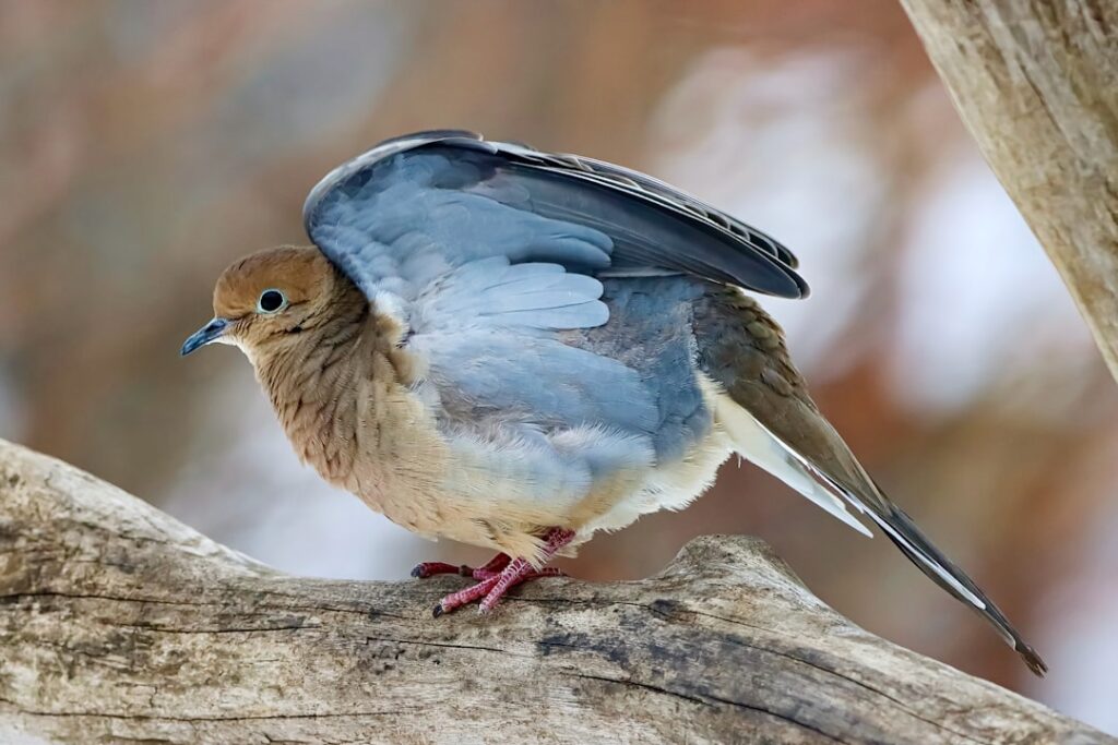 Birding in Canada
