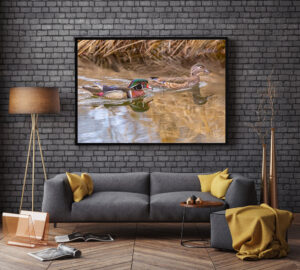 Framed art print of wood ducks swimming in a modern living room