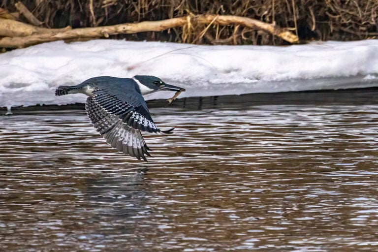 A Bird in a Canadian Landscape After Swooping into the Surface of a Lake for Fish