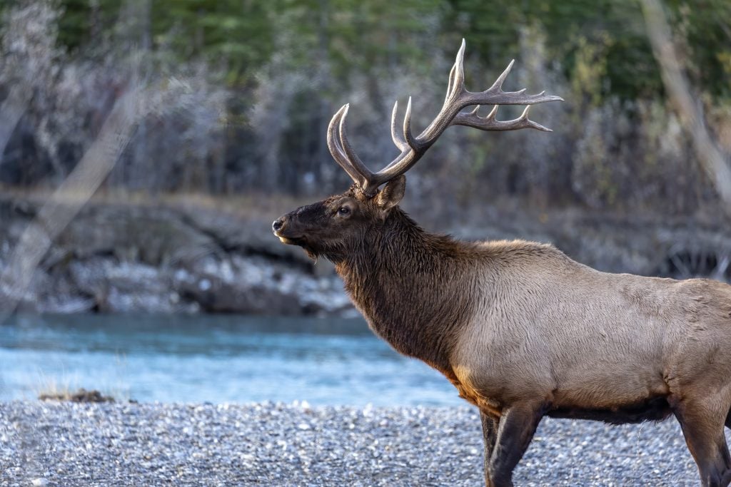 Big Bull Elk Photographed in Canmore River