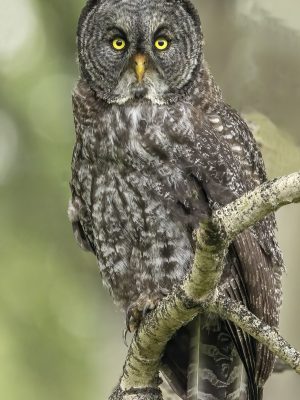 Great Gray Sitting