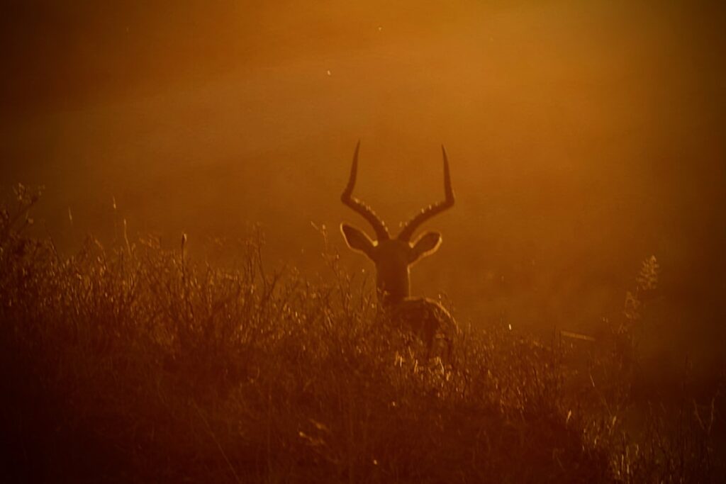 wildlife photography best photos