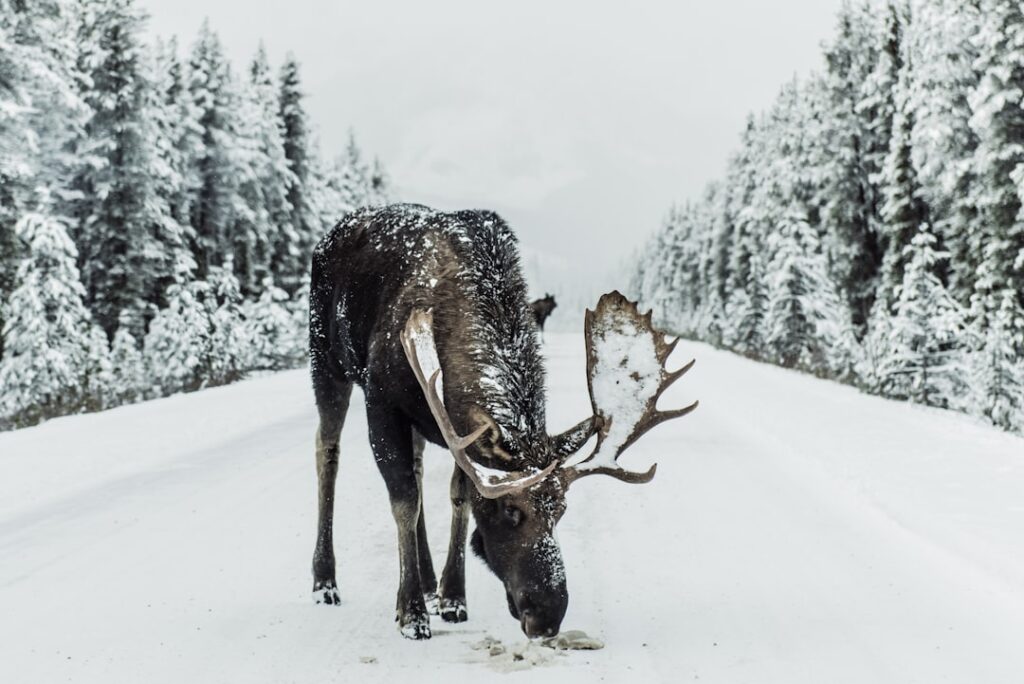 Canadian wildlife photography