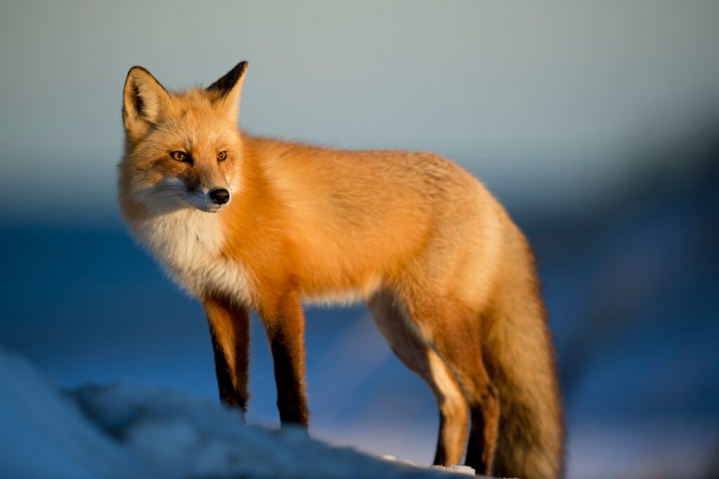 Canadian Wildlife Photographer