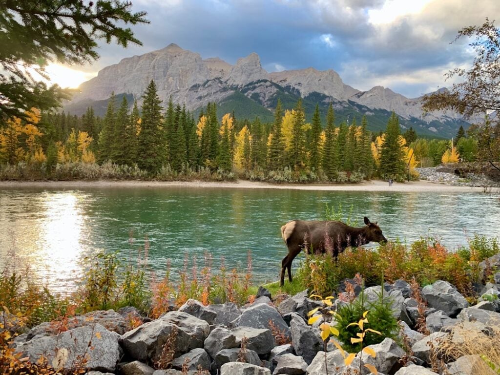 Canadian Wildlife prints